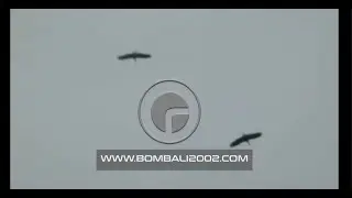 FILE #L89 BURUNG-BURUNG HITAM YANG MEMBIKIN HISTERIS #balibomb2002 #2002balibombings #bombali