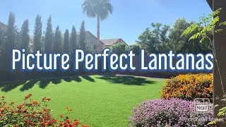 How to get Lantanas looking their Best!  #lantanas #howto #seasonalcare