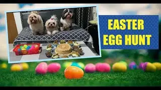 DOG EASTER EGG HUNT | EASTER SUNDAY CELEBRATION