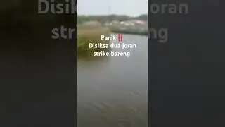 Panik‼️ Disiksa dua joran sekaligus#shorts#trikshorts