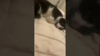 Meow ..