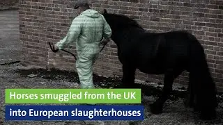 Horses smuggled from Great Britain into European slaughterhouses