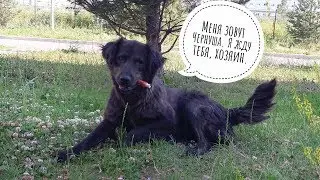 ИЩЕМ ДОМ СОБАКЕ | АЛМАТЫ СРОЧНО| В ДОБРЫЕ РУКИ КАПЧАГАЙ