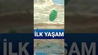 Evrimin Anahtar Noktası: Derin Denizlerdeki Özel Ekosistemler