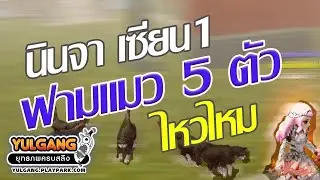 โยกัง นินจาเซียน1 ฟามแมว5ตัว ที่หุบเขาร้อยลี้