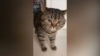 Ответ на вопрос о коте. Кота никто не провоцирует.