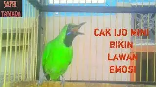 CUCAK IJO BIKIN LAWAN EMOSI