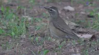 Eyebrowed Thrush - Turdus obscurus