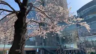 Cherry blossoms, Tokyo, 2020 March
