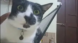 GG's Feline Love for Uncle Brent: A Healing Connection Across the Miles ❤️🐾