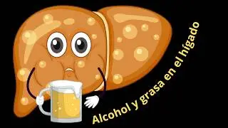 Conoce como EL ALCOHOL llena de grasa tu HIGADO