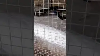 Белый павлин