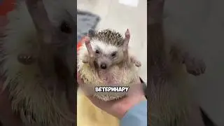 Rescued a hedgehog from a pool 🦔🤗 