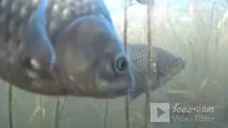 ЩУКА и КАРАСИ (Подводные съёмки)