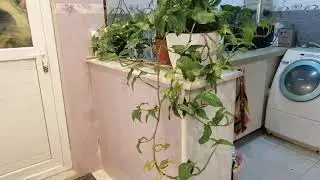 العنايه بالنباتات الداخليه تعالوا شوفو الفديو للنهايه