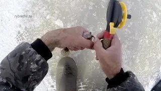 Ловля ротана зимой на блесну, видео rybachil.ru