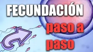 Embriología: fecundación parte 3