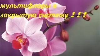 Пересадка мультифлоры в закрытую систему