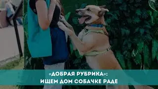 «Добрая рубрика»: ищем дом собачке Раде