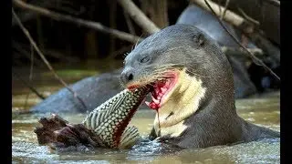 Best Jaguar Attacks Caymans - Animals attack - Giant otters attack snake