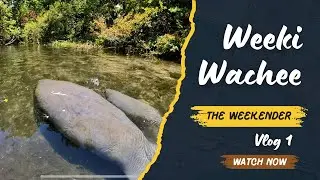 Can you find Manatees in Summertime? We did!