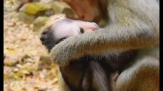 Dry Face !! So Pity small baby Alex mom April d0 bad 0n head| Baby Hungry milk Much.