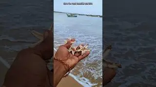 world saved most beautiful starfish returned to their sea🌍🌊|| #shorts #sea #starfish #beach