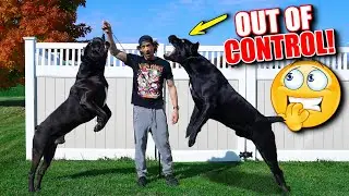 Dealing with Cane Corso Prey Drive From WILD to TAME