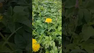 Красота