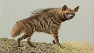 Why Hyenas Are Worse Than You Thought