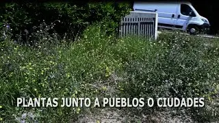 Plantas junto a pueblos y ciudades