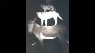 Creepy melody