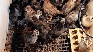 Моя любимая порода кур - русская хохлатая🐔