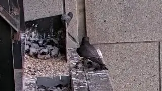 Falcon mom brings prey before going to sleep | 367 Collins Falcons | Nov 3, 2024