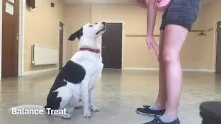 8 Month Old Border Collie Tricks - Sven