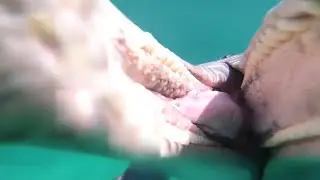 dolphin trying to steal gopro camera
