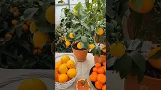 Питомник цитрусовых Солнечный цитрус с шикарным ассортиментом 🍋🪴