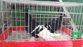 Голуби немецкие монахи