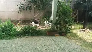 Gato Miuchin y Perlita jugando