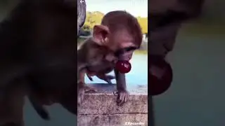 Baby monkey at risk