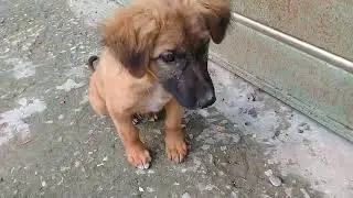Little Brown Stray pup eating milk bread in breakfast/playing with human/Mountain village usa anime