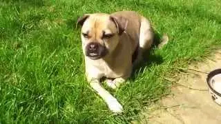 Jack Russell Cross Pug (Jug) Sunbathing