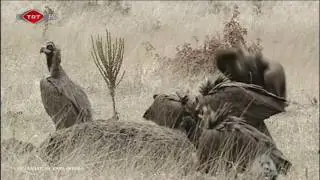 Dev Kanatlar Kızılcahamam Belgeseli