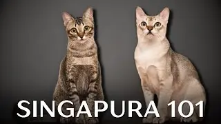 Singapura Cat 101 - Everything You Need to Know