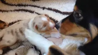 Australian Shepherd mother interact w/ 14 days o daughter - how cute is that?