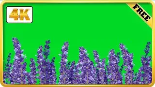 Lavender field moving green screen video loops | 4k download