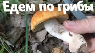 Едем по грибы.