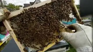 First inspection of the swarm after transplantation