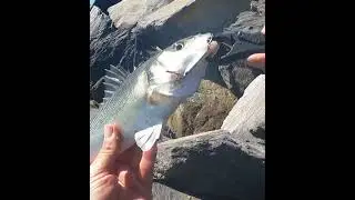 Este SEÑUELO es LETAL para las LUBINAS #fishing #pescaspinning #huelva #fishinglife