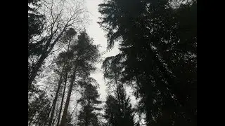 Морозное утро в лесу и всё-таки грибы...